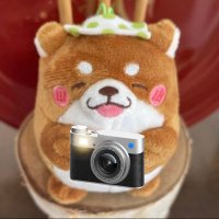 フォトグラファーごん！ (@gongon_no_suke) Twitter profile photo