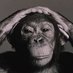 Michael Hibbit (@monkeysnuts) Twitter profile photo Michael Hibbit (@monkeysnuts) Twitter profile photo