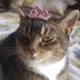 princess jazzy + bluebell (@miss_jazzybob) Twitter profile photo princess jazzy + bluebell (@miss_jazzybob) Twitter profile photo