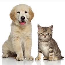 As a pet lover, I always give my pet friend the best.
It's great to take care of loving dogs and cats. I provide all the best pet care products in the United S