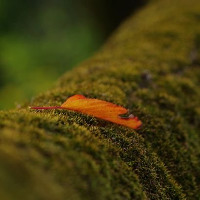 @hinata417 の目的別サブアカウント | 写真に関すること | PENTAX K1mk2, K3mk3