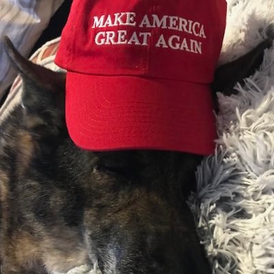 ladybo00's profile picture. Constitutional Conservative 🇺🇸🇺🇸🇺🇸Never socialist🇺🇸🇺🇸🇺🇸MAGA, MAHA, 🐶DOGS are more human than humans. No T & A please