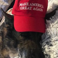 terri (@fossterri) 's Twitter Profile