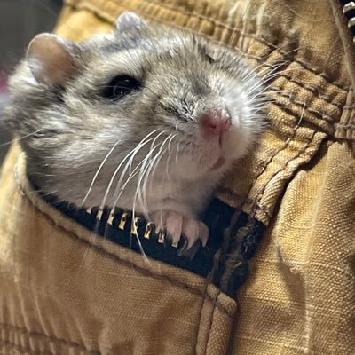 GiN1003_Haku's profile picture. 社会人・ゲーム好き。 成人済み