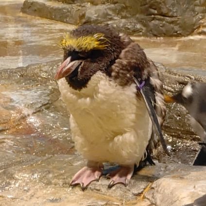 ペンギン可愛いね🐧ペンギンの睡眠は1回4秒。それを日に1万回も繰り返してるらしいよ💤
虫が大好きです🦋
ポケモンは虫タイプ推し！特にストライク🐞～