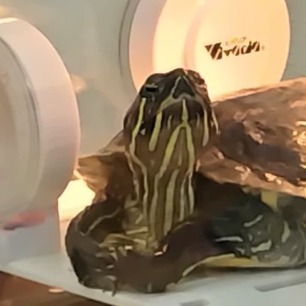 penkameki's profile picture. 2023年3月から大人のアカミミガメとクサガメを飼うことになりました。亀飼育初心者。アカミミ/かめきち♂(♀だった)30歳　クサガメ/かめお♂20歳以上