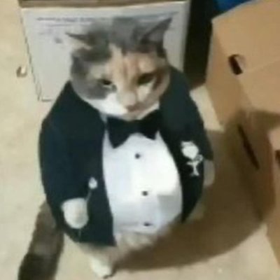 Asi es, yo soy un gato elegante. Admira mi elegancia