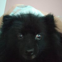 Alpha (@iamalpha_) 's Twitter Profile