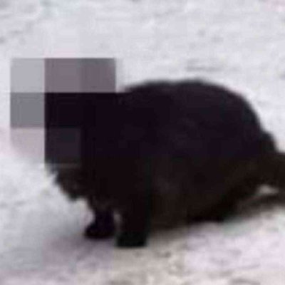 RaptorOverlords's profile picture. No Comment. 😶