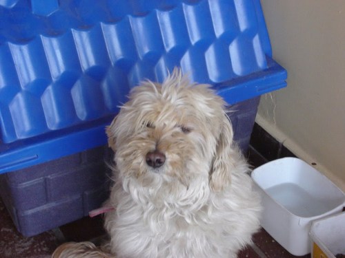 procura_rebeca's profile picture. Twitter criado para procurar a cadelinha Rebeca, perdida em Francisco Morato-SP, PAGA-SE RECOMPENSA.