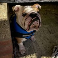 James Good (@jamesgood84) 's Twitter Profile