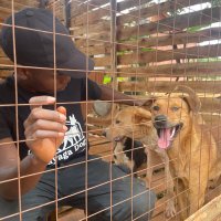 Makayaga dogs shelter(@MakayagaDogs) 's Twitter Profile Photo