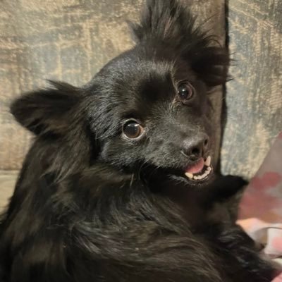 eleventbh's profile picture. 