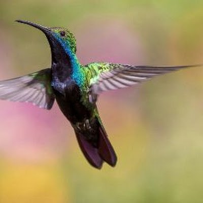 016Mahto12033's profile picture. 