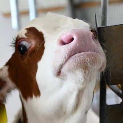 北海道で1,000頭の乳牛を飼育する牧場です。「地域のためになる牧場」を理念として持続的再生産可能な産業として未来永劫続く酪農を目指します。COWROADは牛道（うしどう）の精神で牛に向き合う３Ｋ職場（きれい、簡単、気持ちいい）です。