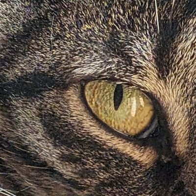 CatsEye33 Profile Picture