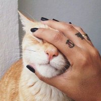 Michelle Kutty (@kuttymiche44677) 's Twitter Profile