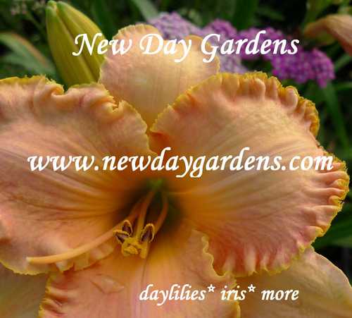 Hybridizing daylilies & iris in CO. Also offer garden & nature photo products at Zazzle. I tweet gardening, zazzle,  photo, autism, pets, & Christian topics