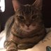 LZcat (@maltby_lori) Twitter profile photo LZcat (@maltby_lori) Twitter profile photo