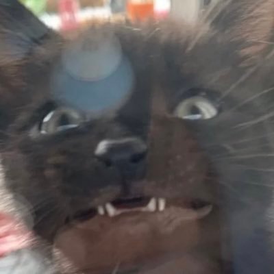 Kkhikimori's profile picture. main @cumikida Vent acc ; sensitive topics