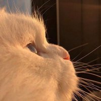 癒し動画🦁犬猫もふもふ動物(@MeowPosts) 's Twitter Profile Photo