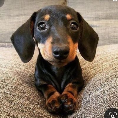 lazna9's profile picture. Kolebljiva mesna zajednica.