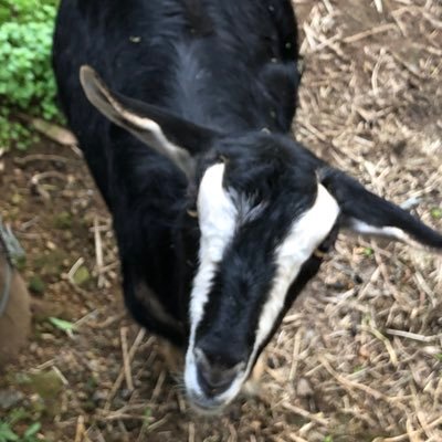 Ozzie_Spirit's profile picture. Becoming more conservative as I get older! Concerned about Australia's future & the loss of our once great culture. The Climate Cult are destroying our future!