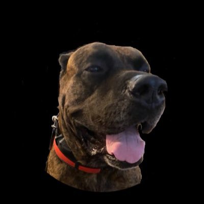 simmsSWFL's profile picture. Builder & Patriot🇺🇸