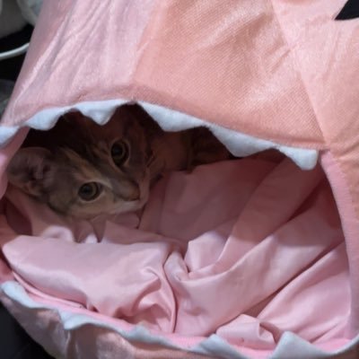 KeniaBSandoval's profile picture. Love The Banana Bus Squad Love Anime So Much FNAF ALL THE WAY