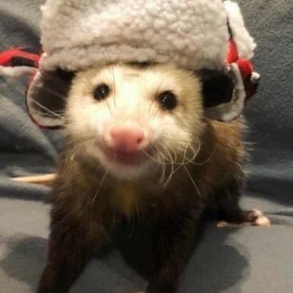 B3utelratte's profile picture. ﹙★﹚ All I ever wanna say is, “𝘈𝘳𝘦 𝘺𝘰𝘶 𝘮𝘪𝘯𝘦?” ౨ৎ cod fics, shitposts, ideas, and the occasional art // proshippers & minors DNI