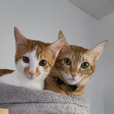 mayutoduiki's profile picture. 東京の西の客👑🐃/
小・中・高の子の母/
井口理おめでとう💍✨️/クラヌー年額会員/2025.03.27ガーデン❤️‍🔥最高だった🧟🧟‍♀️🧟‍♂️ユニバハロウィン行ったよ🎃　#SOBADでサイドレイズ　
💰️キャッシュ楽しみ
