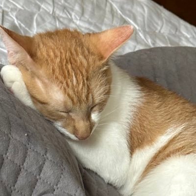 SirWinstonKitty's profile picture. Cat Lover