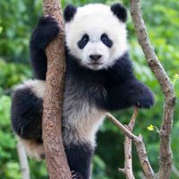 INDIAN PANDA 💯 follow back (@ambi1622) 's Twitter Profile