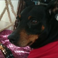 Nao-n(ナオン)@0901 (@railgan0901) Twitter profile photo