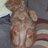 Gingerkittens1's profile image