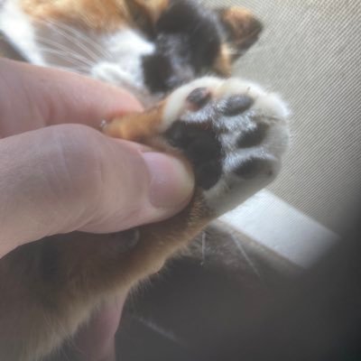 動物、特に犬、猫、猛禽を愛する昭和のおっさんです。心の師匠、矢沢永吉、中島みゆき、千代の富士、ゴジラ。野球はベイスターズ。人生で長く勤めたこと、コピーライター、トラックドライバー、フッカー（ラグビー）。SNSは初心者なので多々の失礼お許しください。noteに投稿しています。お暇なときに覗いてもらえれば幸です。