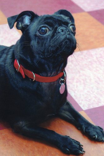 lobela's profile picture. I'm Lulu! with an exclamation point because that's how I roll!