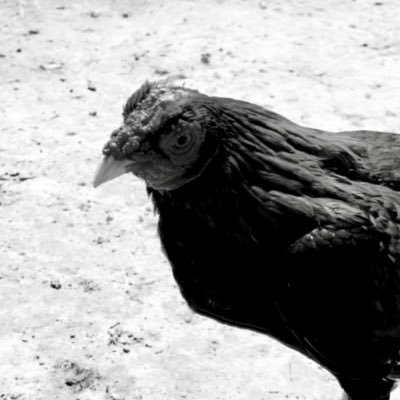 OSRSVinny_G's profile picture. Maxed in OSRS - Tribesman - @SparcmacLive #EatAss