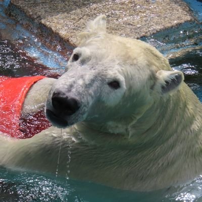 天王寺動物園のホッキョクグマ🐻‍❄️イッちゃんとホウちゃん親子が大好き🥰
2022年12月26日に、イッちゃんが横浜ズーラシアに引っ越し親子は離れ離れになりましたが、天王寺で暮らすホウちゃんの独り立ち＆成長をこれからもずっと見守り隊😄❣️       🧊🐻‍❄️🐻‍❄️🧊