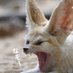 フェネックの副社長 (@fennecnoniban) Twitter profile photo フェネックの副社長 (@fennecnoniban) Twitter profile photo