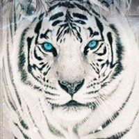 Fareed (@frdy59) 's Twitter Profile