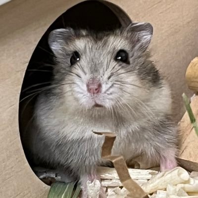 ๐ฅญ๋ง๊ณ ๐ฅญ Profile