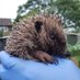 Hal's Urban Hedgehogs (@hals_urban_hogs) Twitter profile photo Hal's Urban Hedgehogs (@hals_urban_hogs) Twitter profile photo