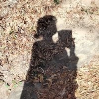 *もも* (@t_momo_t) 's Twitter Profile