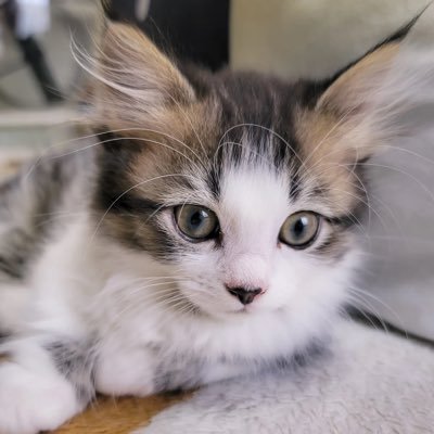 game_Nek0_'s profile picture. 気ままにひとりごと呟きます！初心者マークをつけたまま2年経過🎮OW2サポ