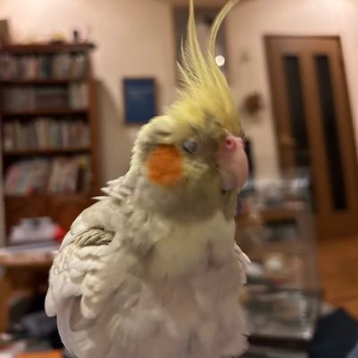 やる気だけはあるよ。
