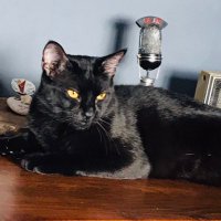 mamba (@alikalburcu) Twitter profile photo