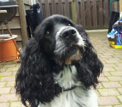 MarjoleinSchel1's profile picture. Dierenarts gezelschapsdieren