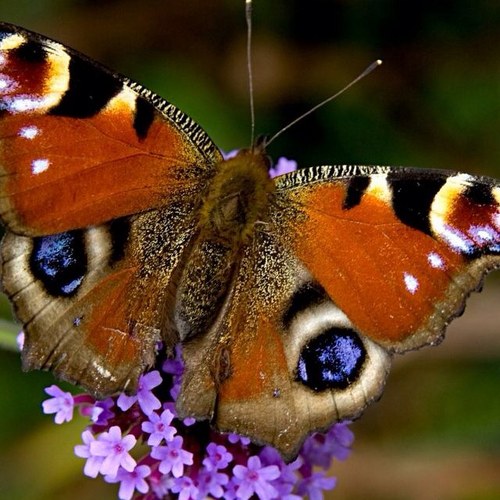 Astra247's profile picture. 