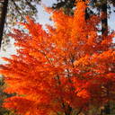 Kathy Seed - @kas1255 - Twitter